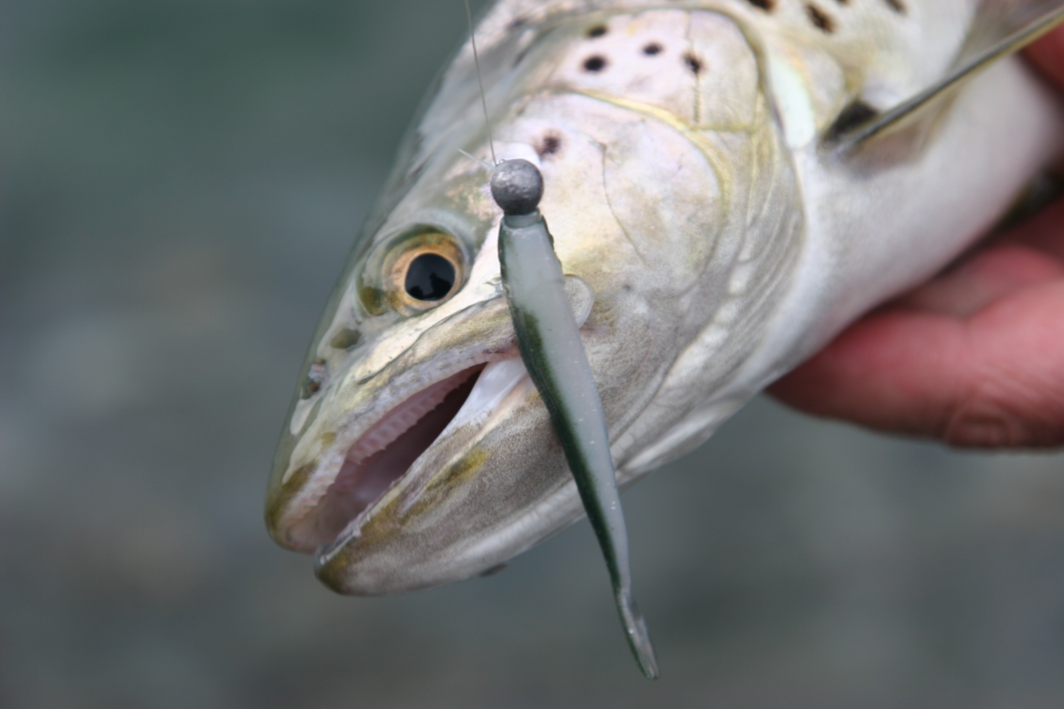 A Wellington region estuary brown trout caught on a whitebait imitation Credit Hamish Carnachan