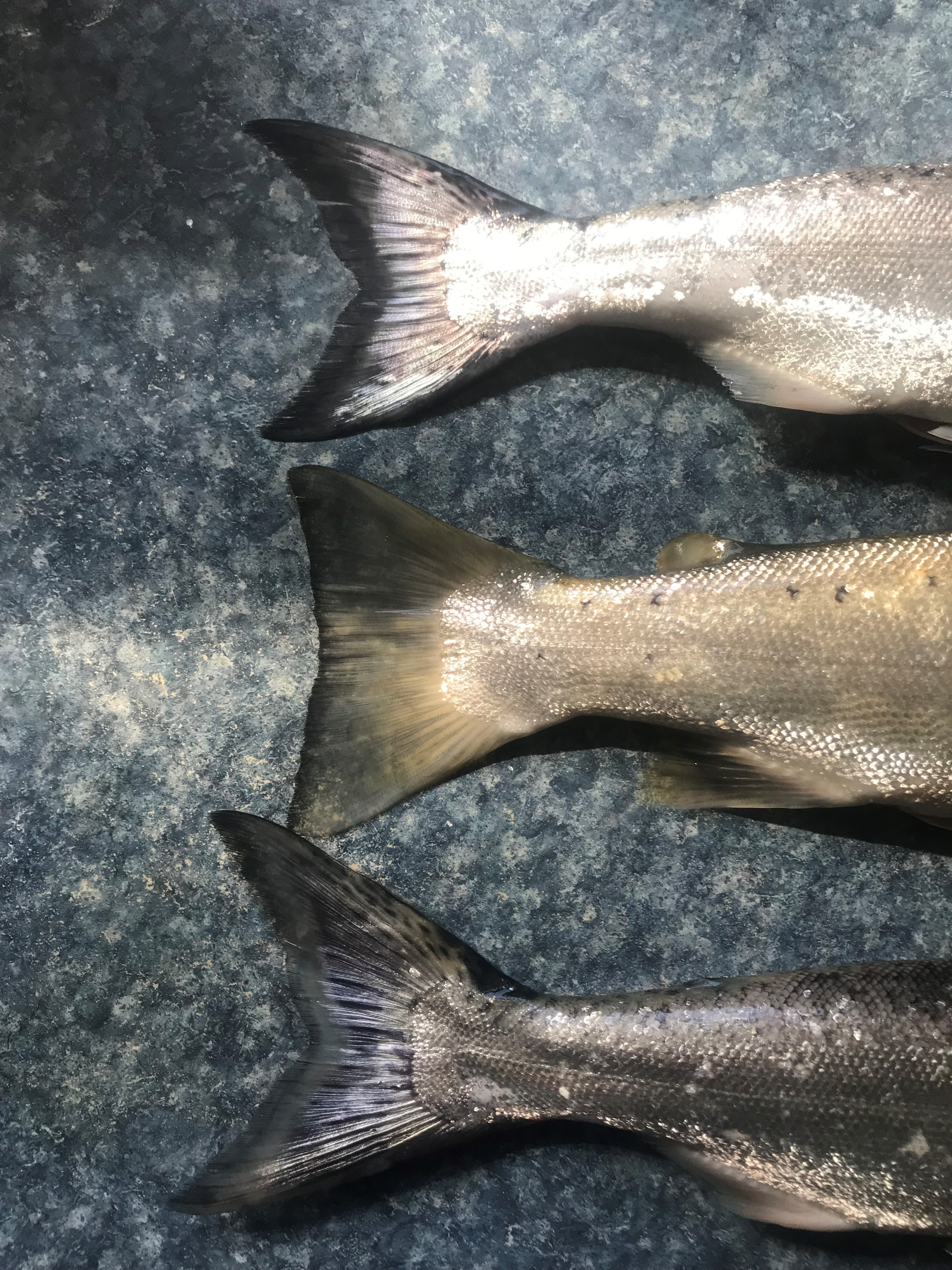 salmon trout tails