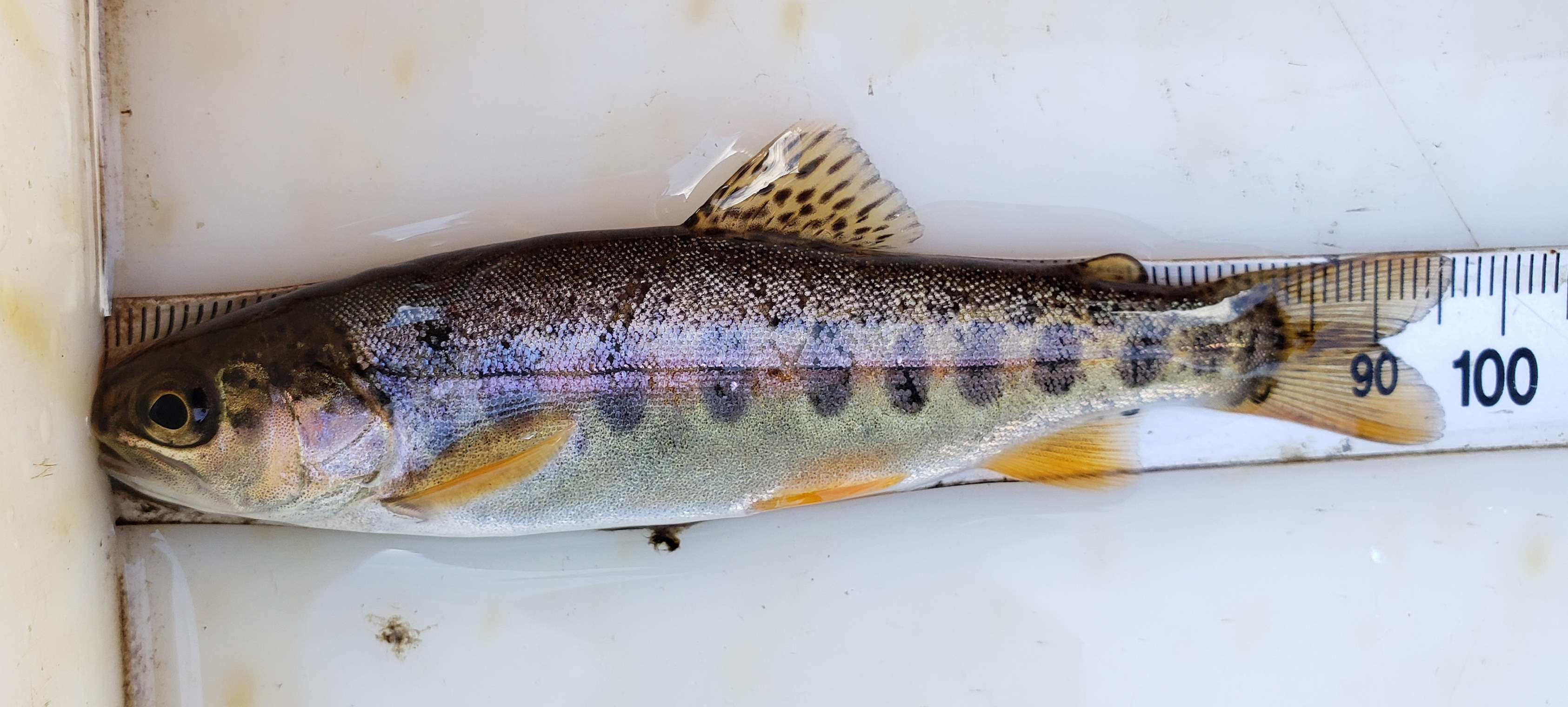 WFR2021.56 This weekend try a lure that imitates a juvenile trout like this rainbow from the Hakataramea River Credit R Adams