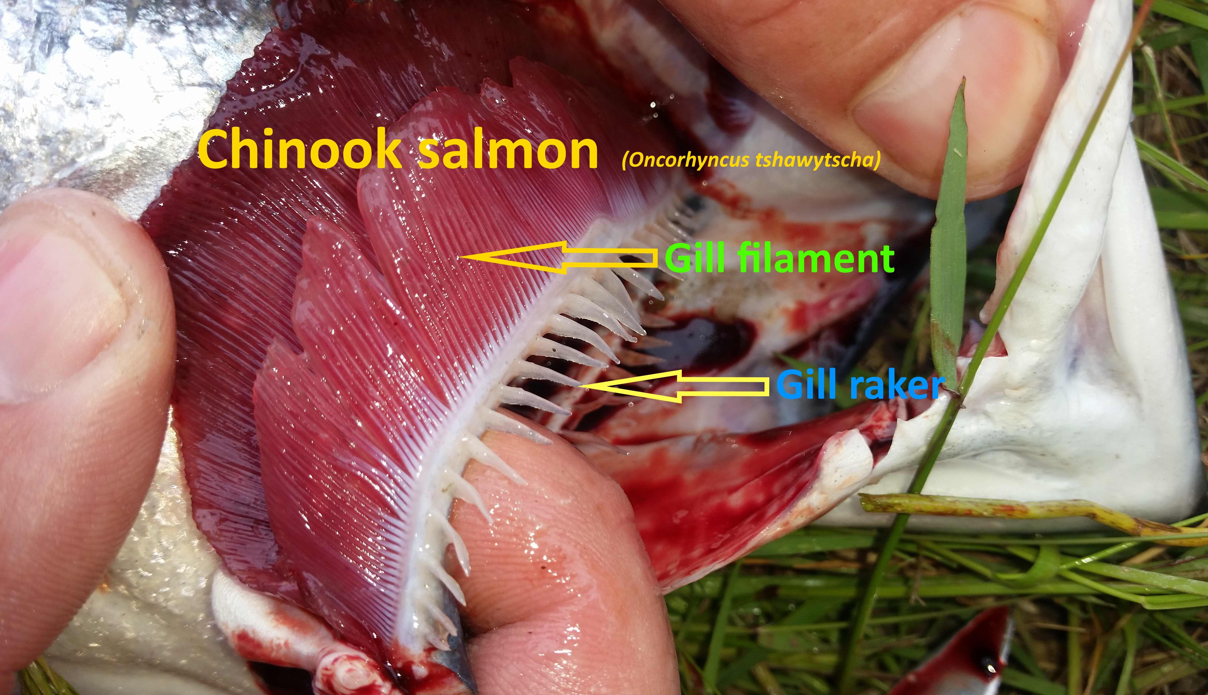 WFR1821.20 Chinook salmon gill rakers