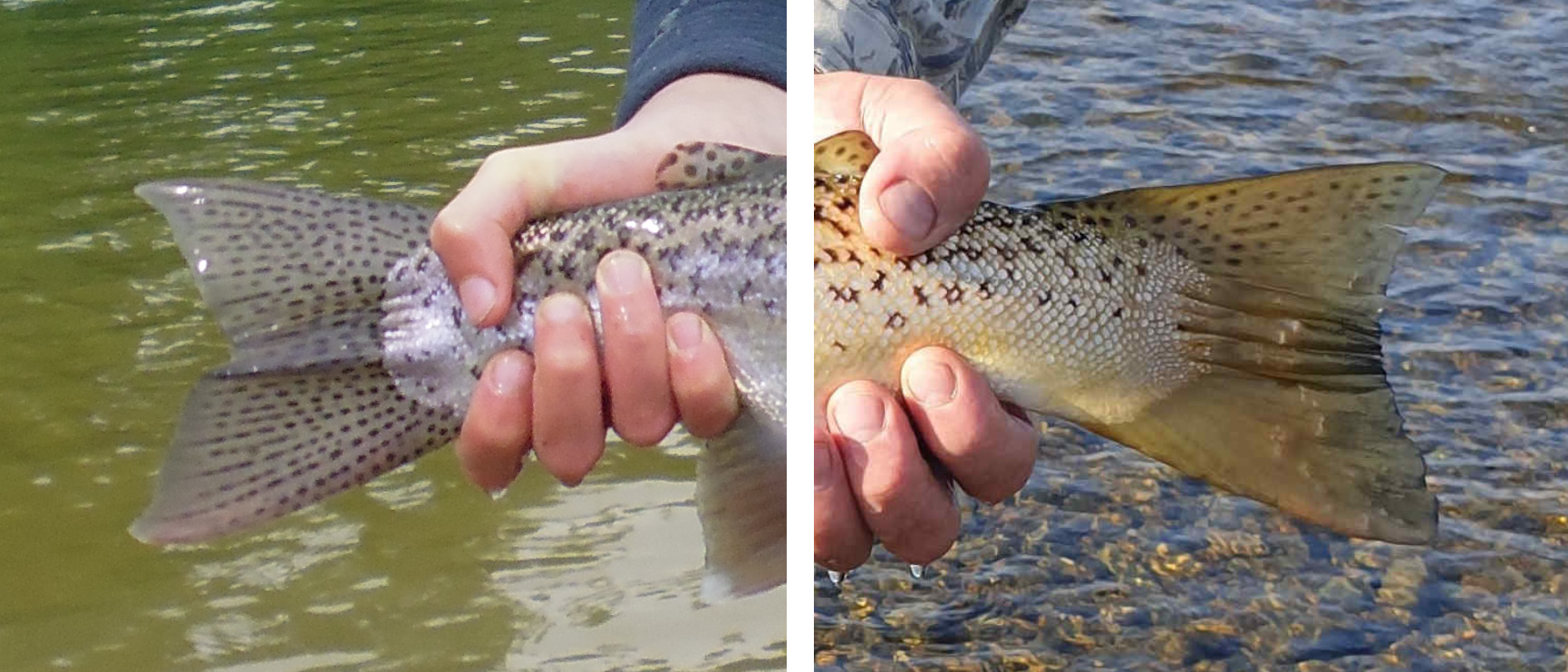 WFR1920.39fully spotted rainbow trout tail on left only partially spotted brown trout tail on right