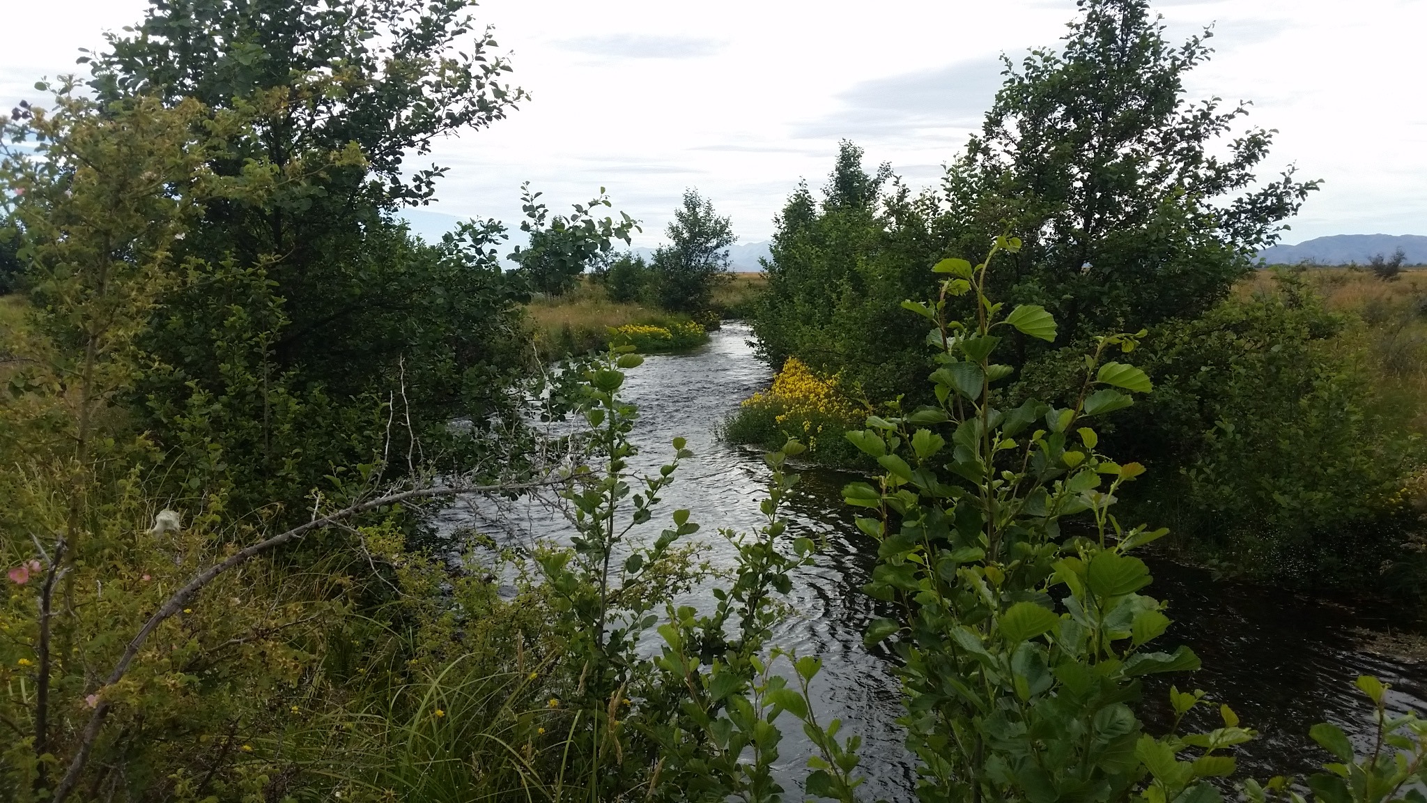 WFR1819.36established and young alder trees can be seen on the riparian margins of Mary Burn credit R Adams