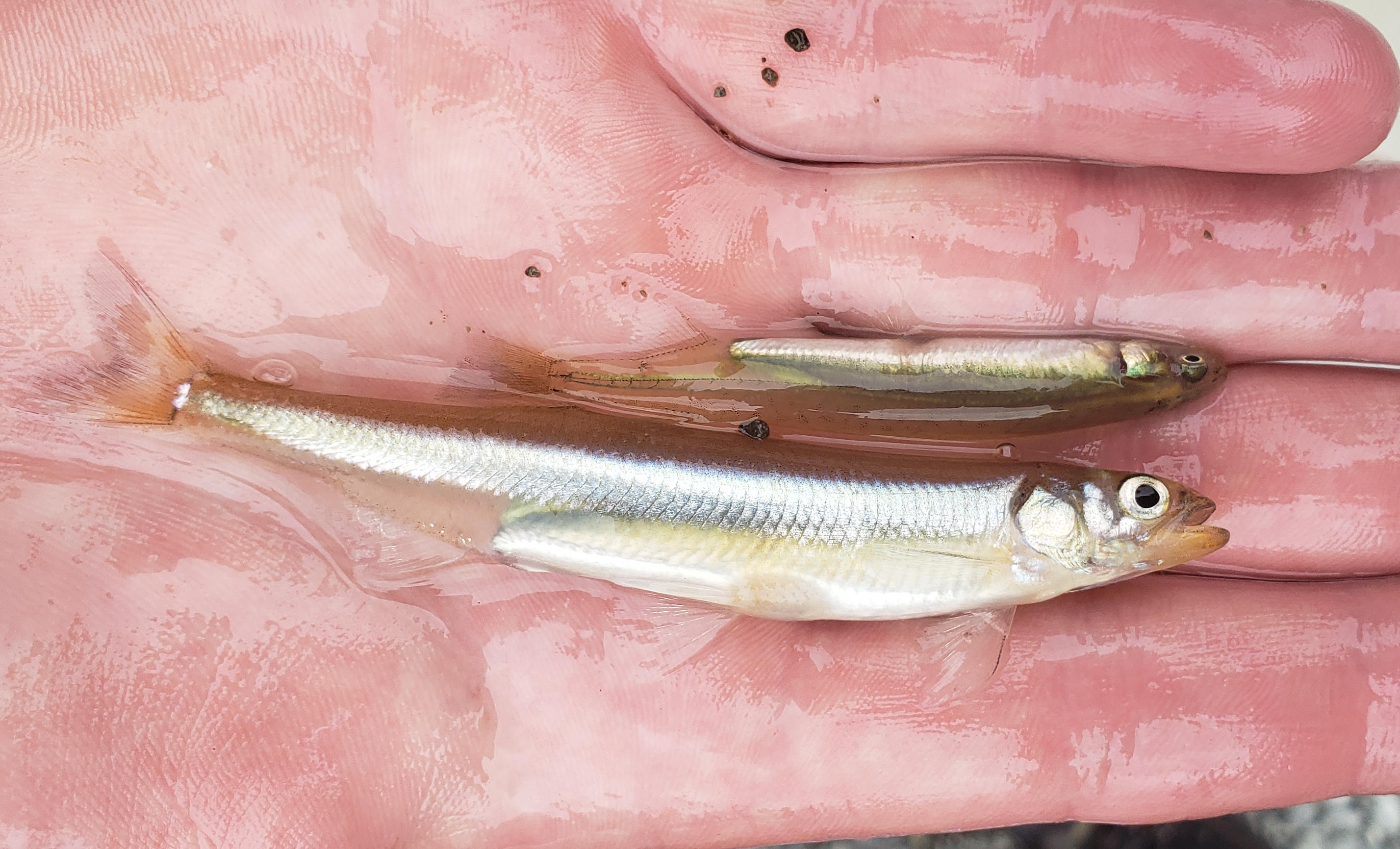 WFR2021.46 two species found in our Hapuas bottom common smelt silvery Top inanga whitebait