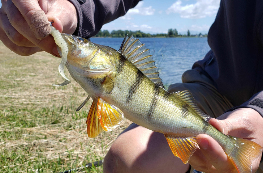 Weekly Fishing Report – Central South Island- 13-11-19