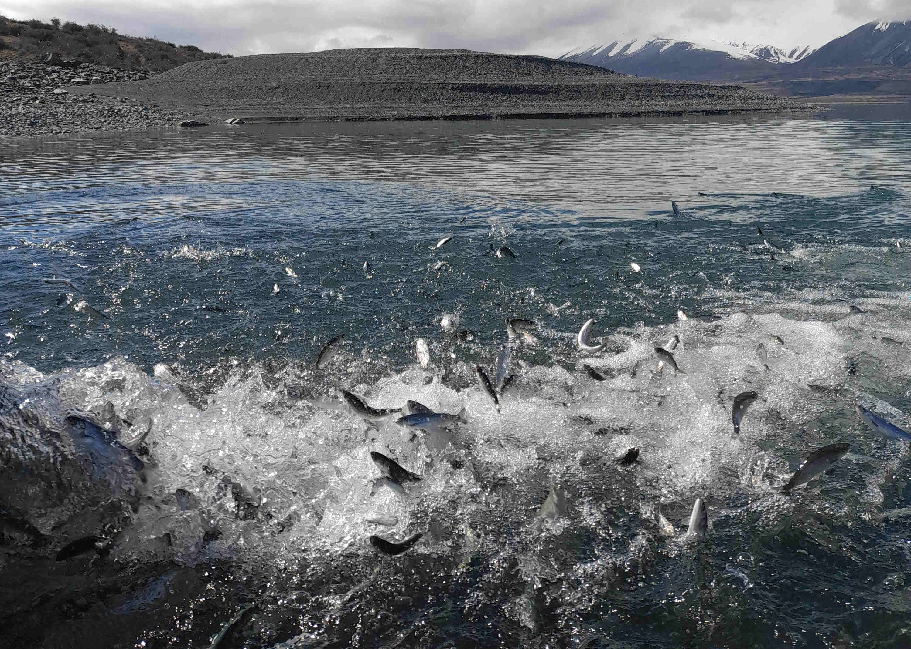 WFR2122.11 Fish Game released 9500 salmon smolt into Lake Tekapo to support its put n take salmon fishery credit H Stevens