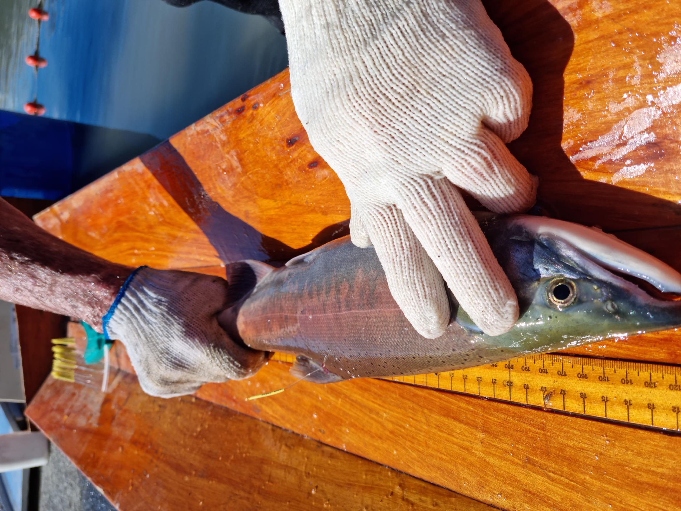 WFR2122.48 A male sockeye salmon is tagged before release back to the upper Ohau River photo Shane Peake
