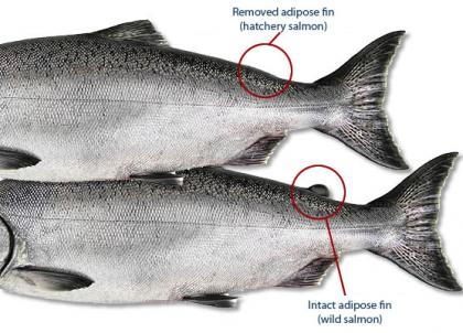 WFR2122.42 Anglers are required to identify whether they have caught a fin clipped sea run salmon image courtesy of WDFW