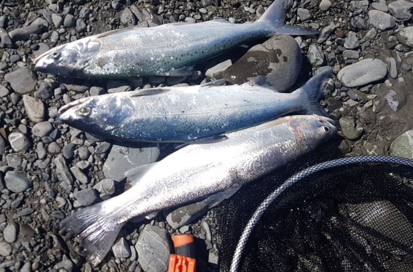 Weekly Fishing Report – Central South Island- 24-10-19
