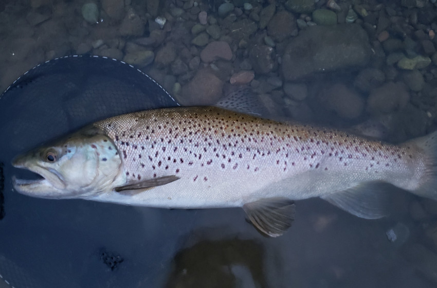 Weekly Fishing Report — Central South Island — 25/11/2021