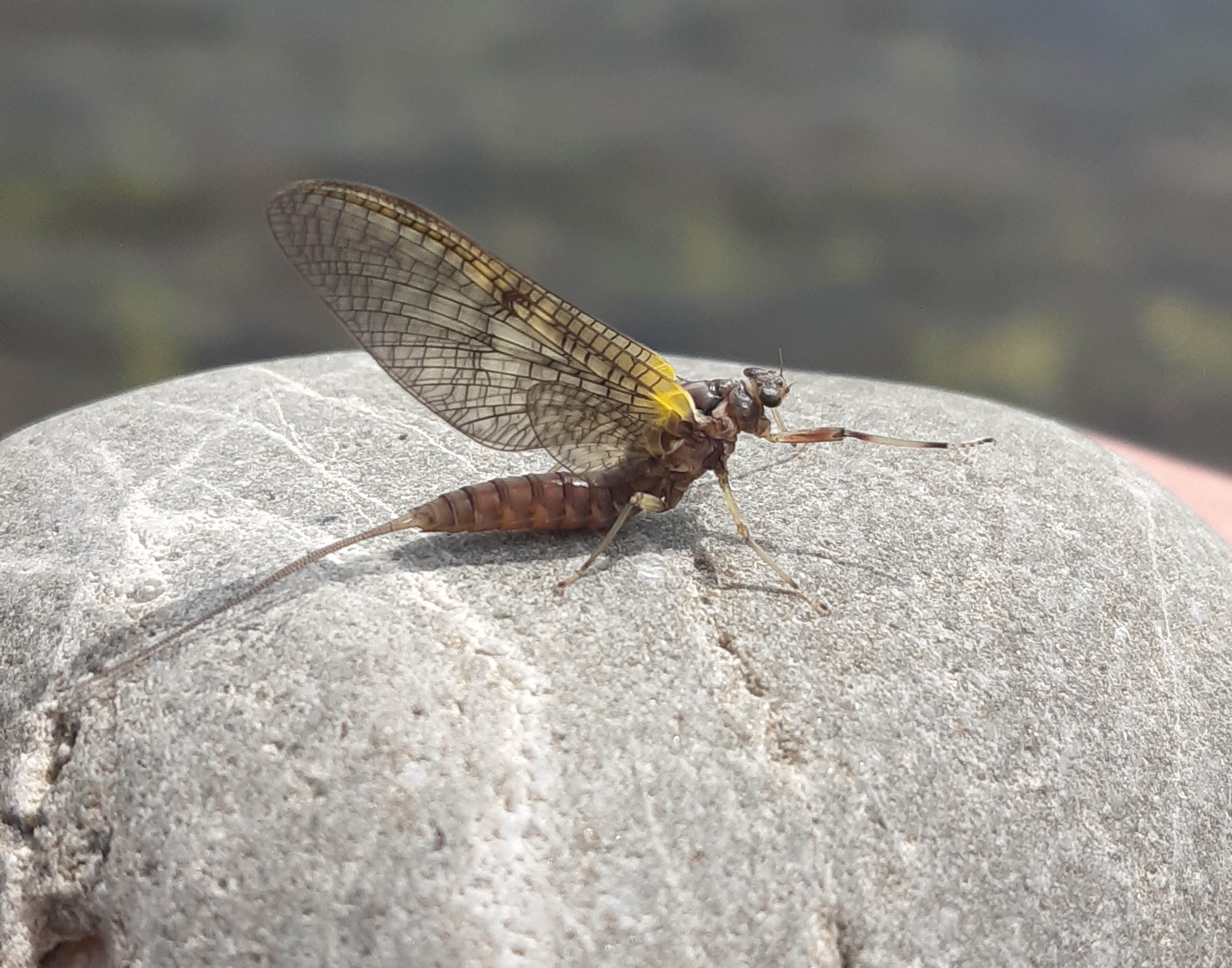 WFR1920.28 Evidence of a mayfly hatch on the Tekapo River Credit K Stevens