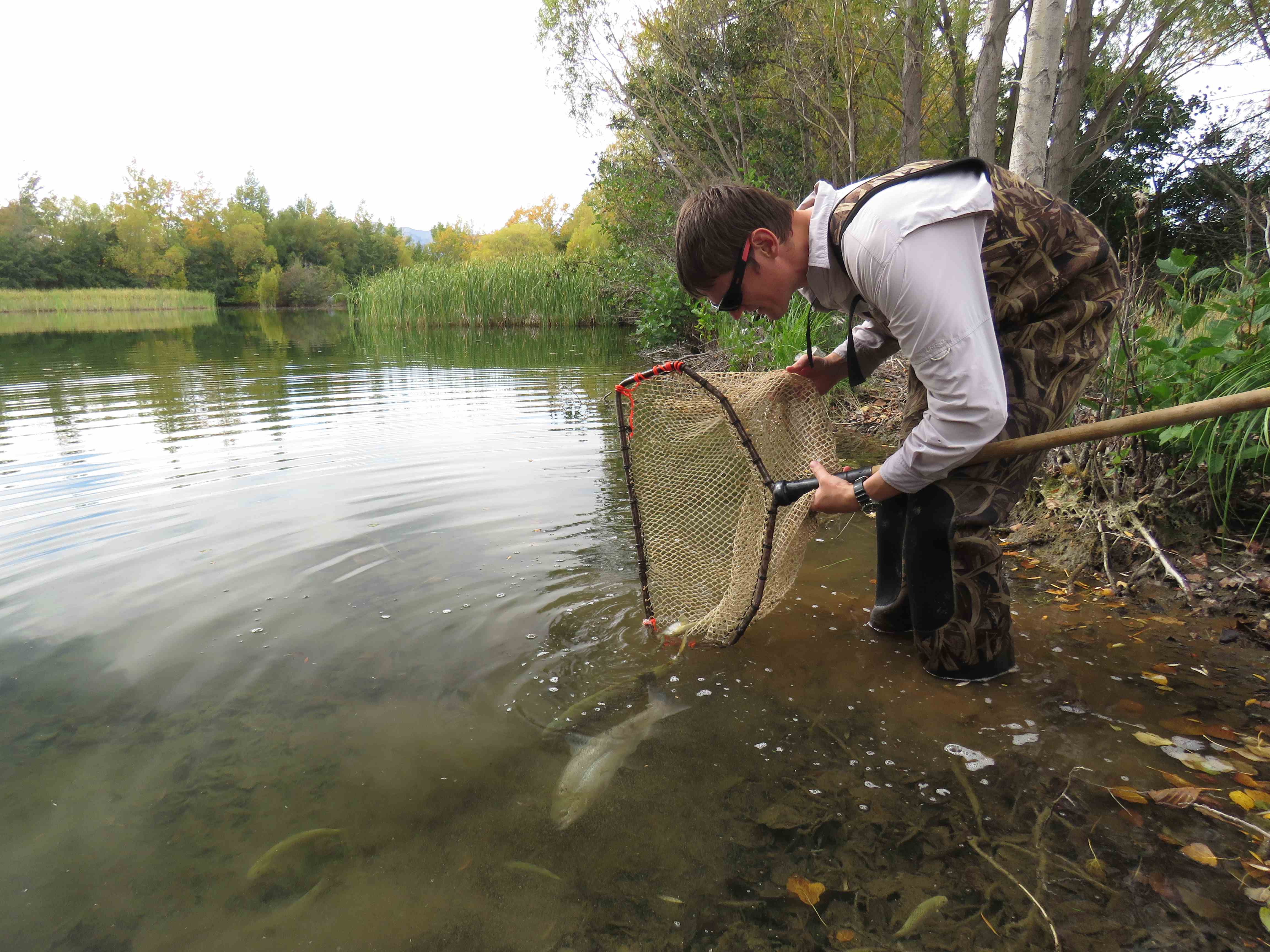 WFR1718.59 Hamish Stevens releases trout into Patersons ponds