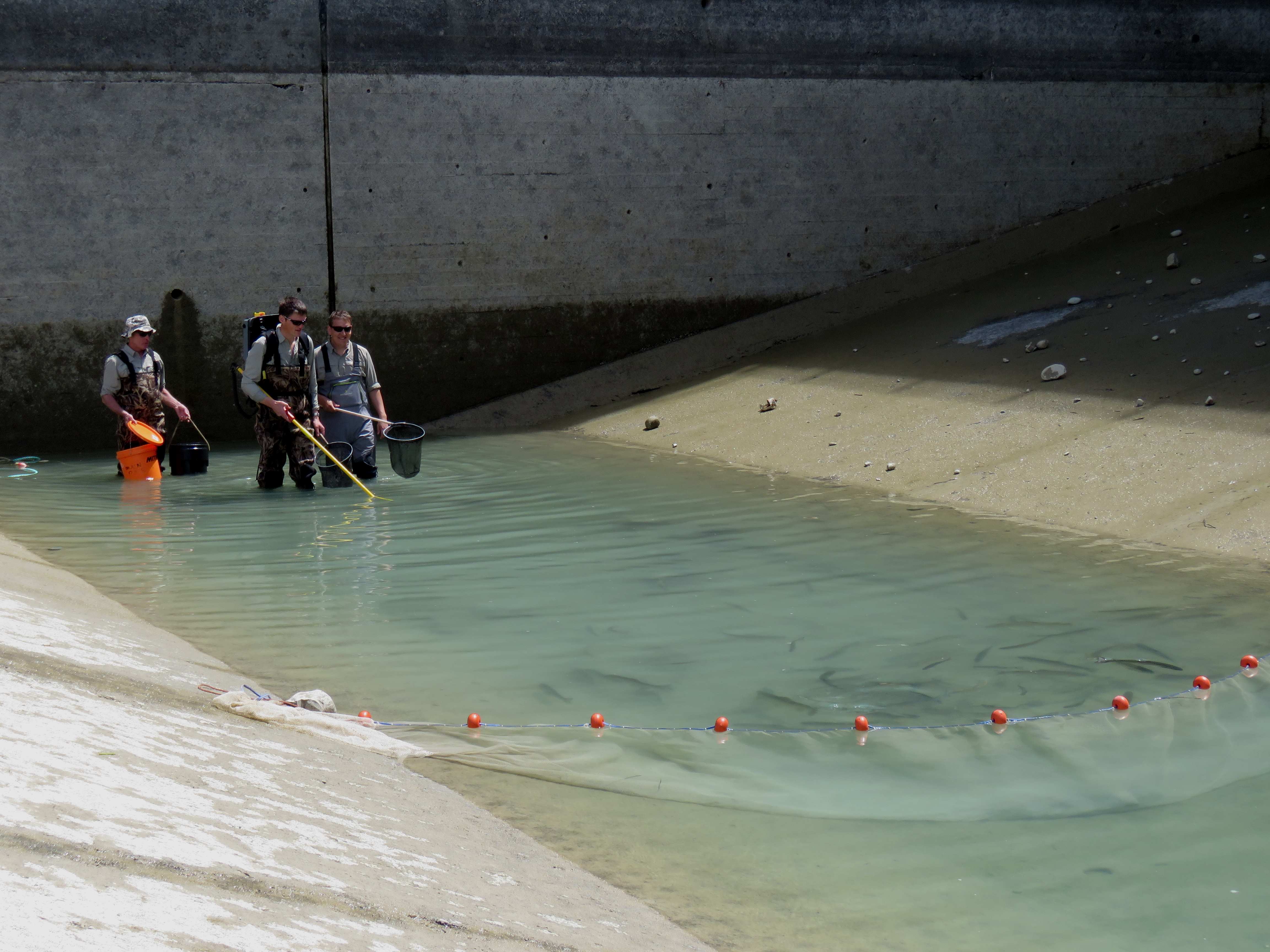 WFR1819.26The CSI Fish Game Officers salvaging trout from Gate 16 Tekapo credit R Adams