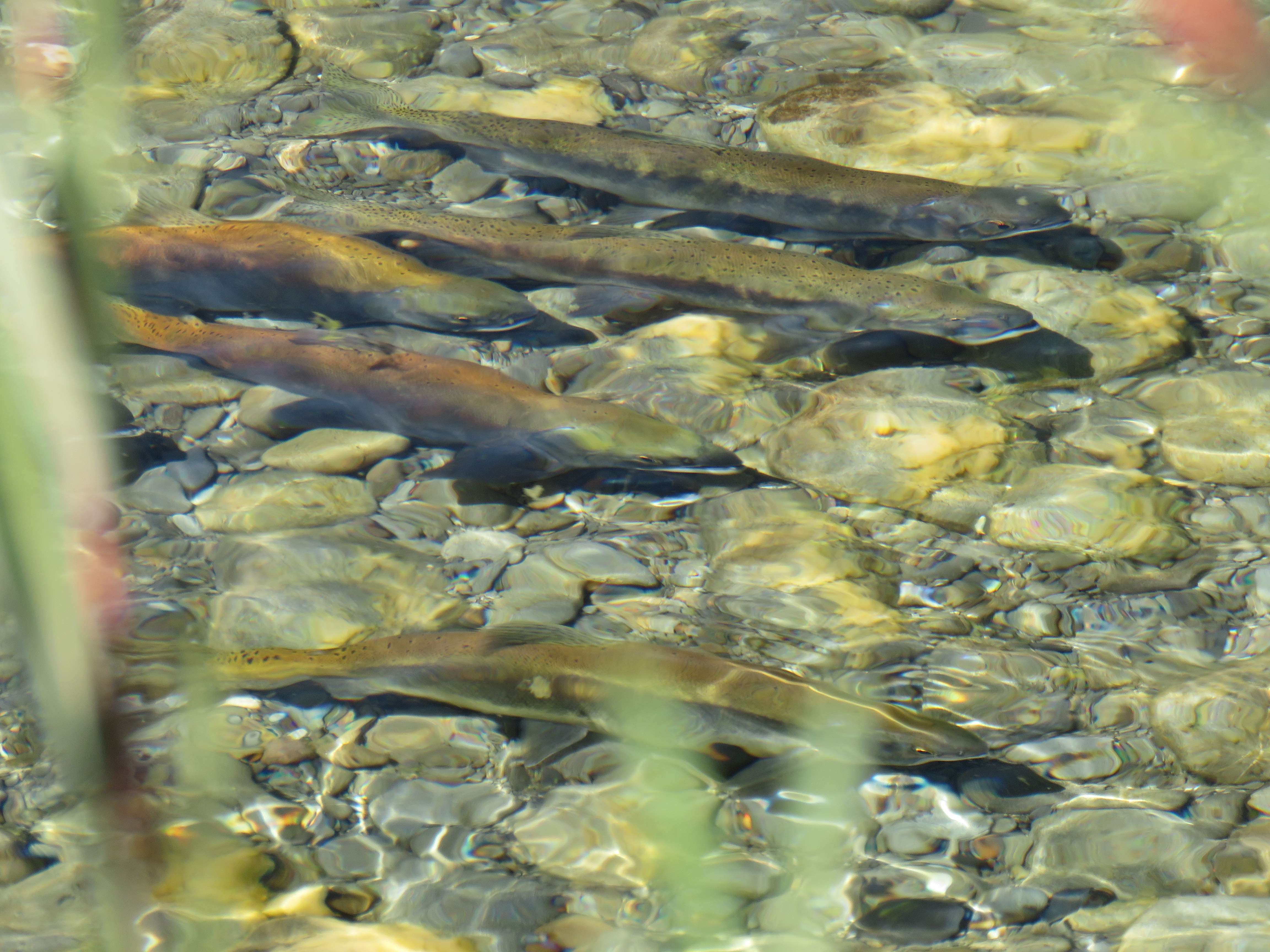 WFR1718.42 Sockeye salmon in the Lower Ohau River March 2017