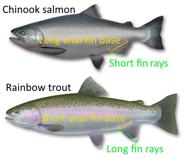 WFR1819.18salmon vs trout I.D. tip use the anal fin base length and fin ray length to distinguish trout from salmon