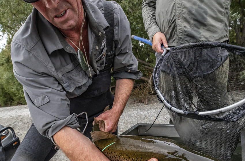 Weekly Fishing Report for North Canterbury 27-02-2020