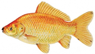 Goldfish3