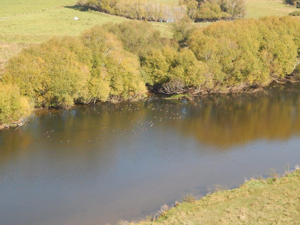 Mallard monitoring Taieri River 08042021