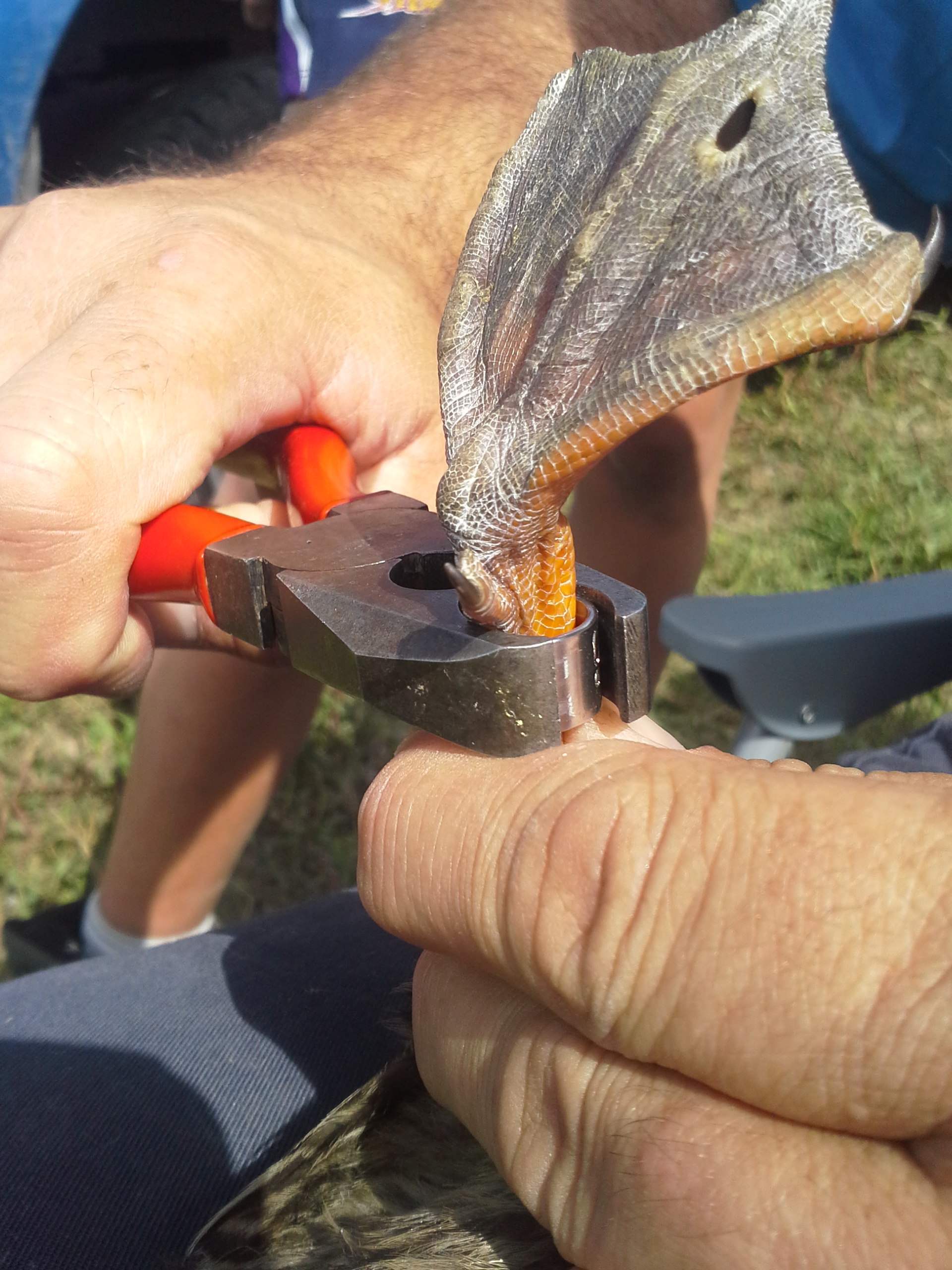 SS 4 Banding involves a painless squeeze with a pair of pliers.