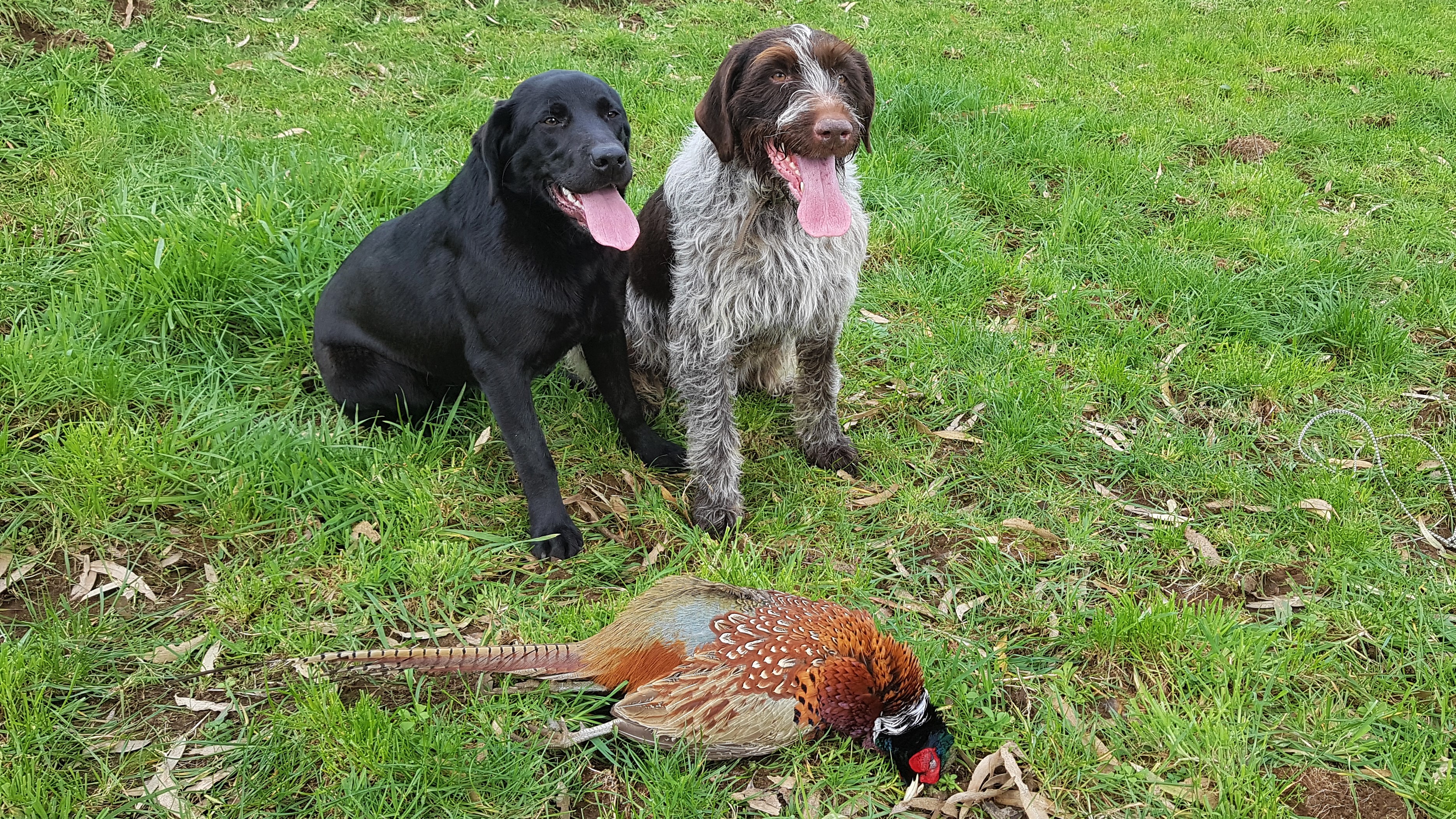 TBB2May2020 Prospects look good for pheasant hunting this seasonPhoto Curly McEwen