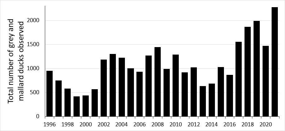 duck counts 2023