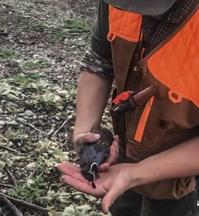 quail shooting 1