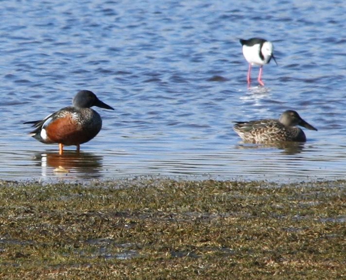 BBaugustCSI1 a pair of shoveler duck at Otipua Wetland