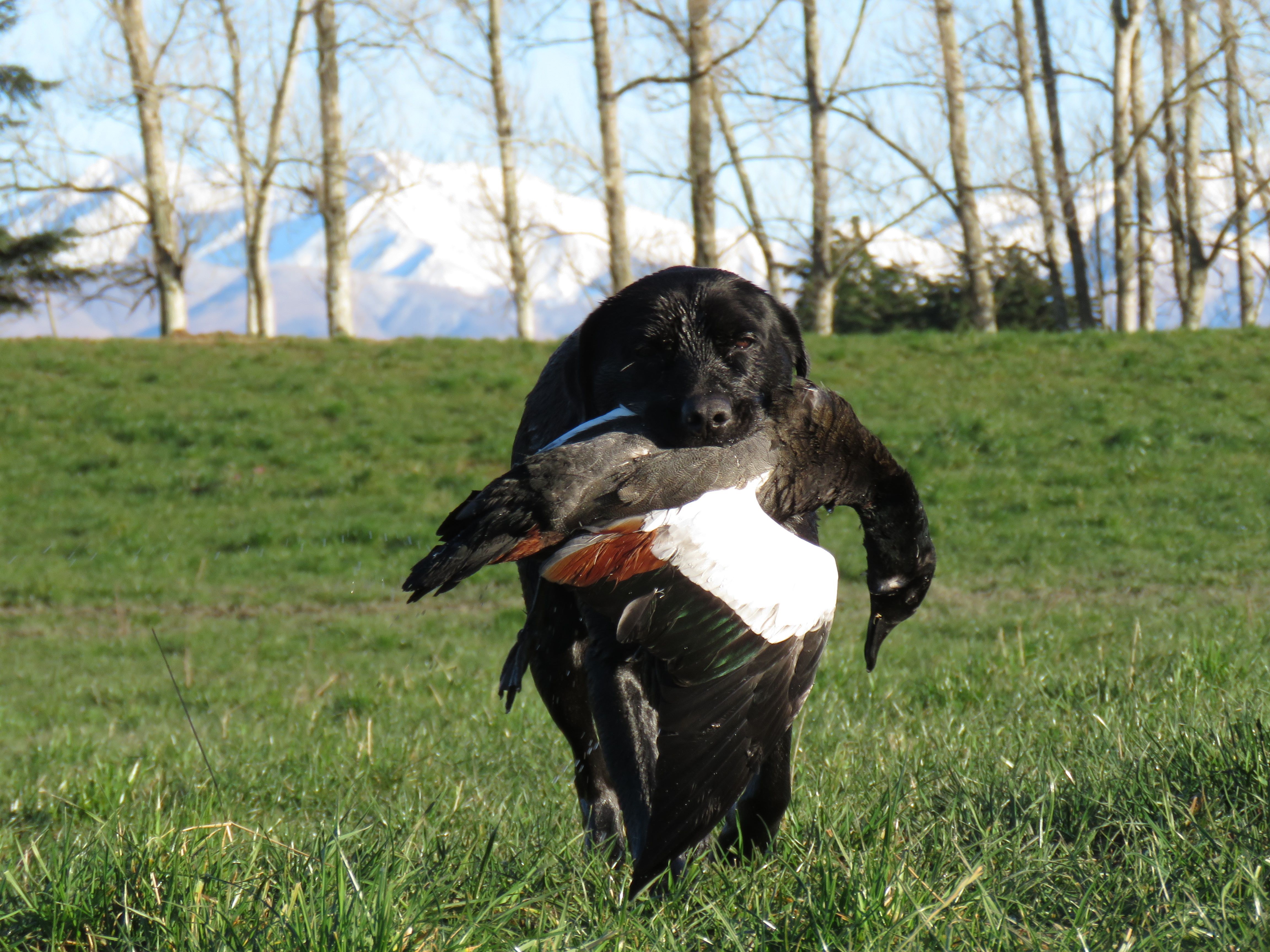 BB JULY CSI2 A gun dog and its prize