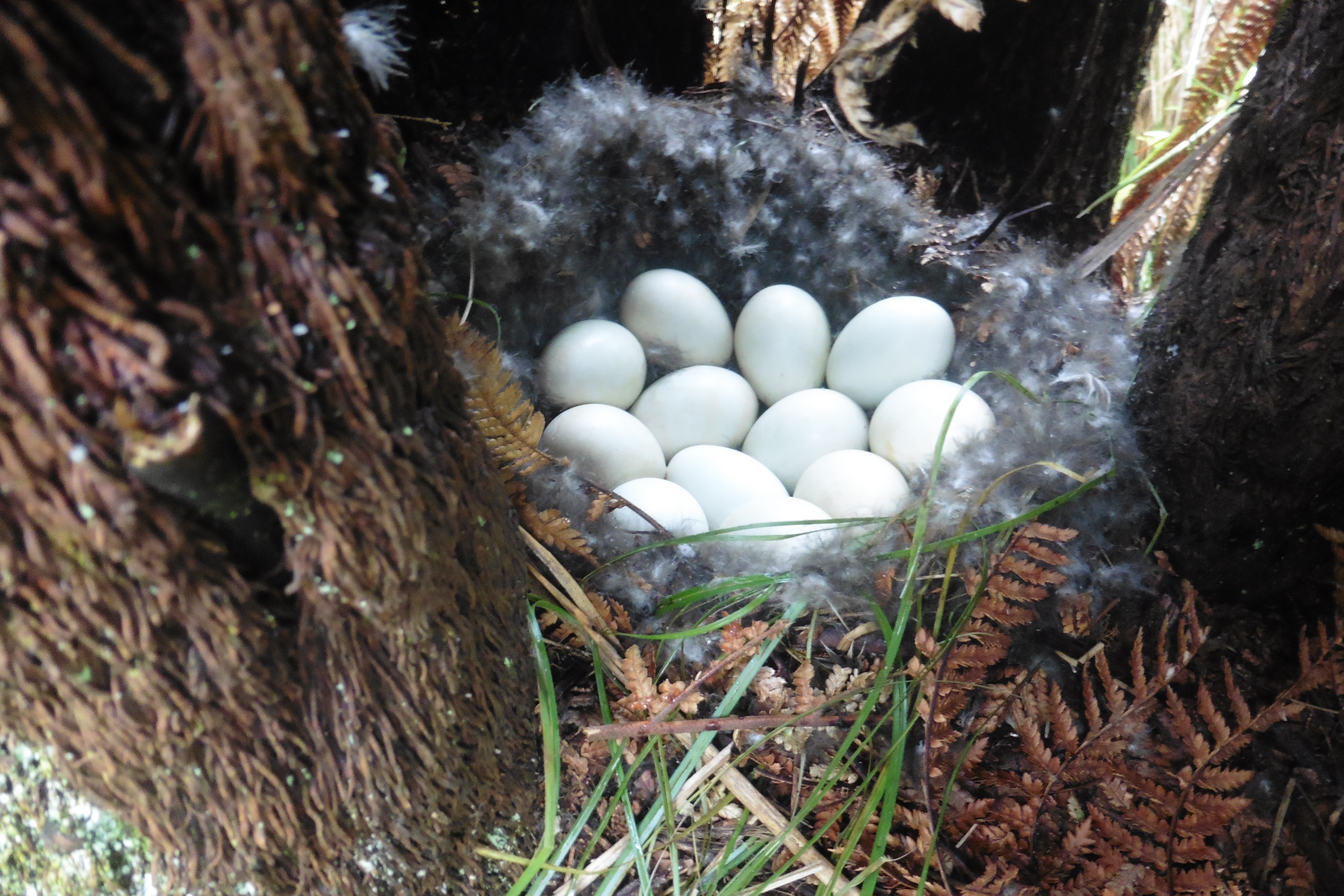 N 3 Whangarei pond duck nest June 10 2018