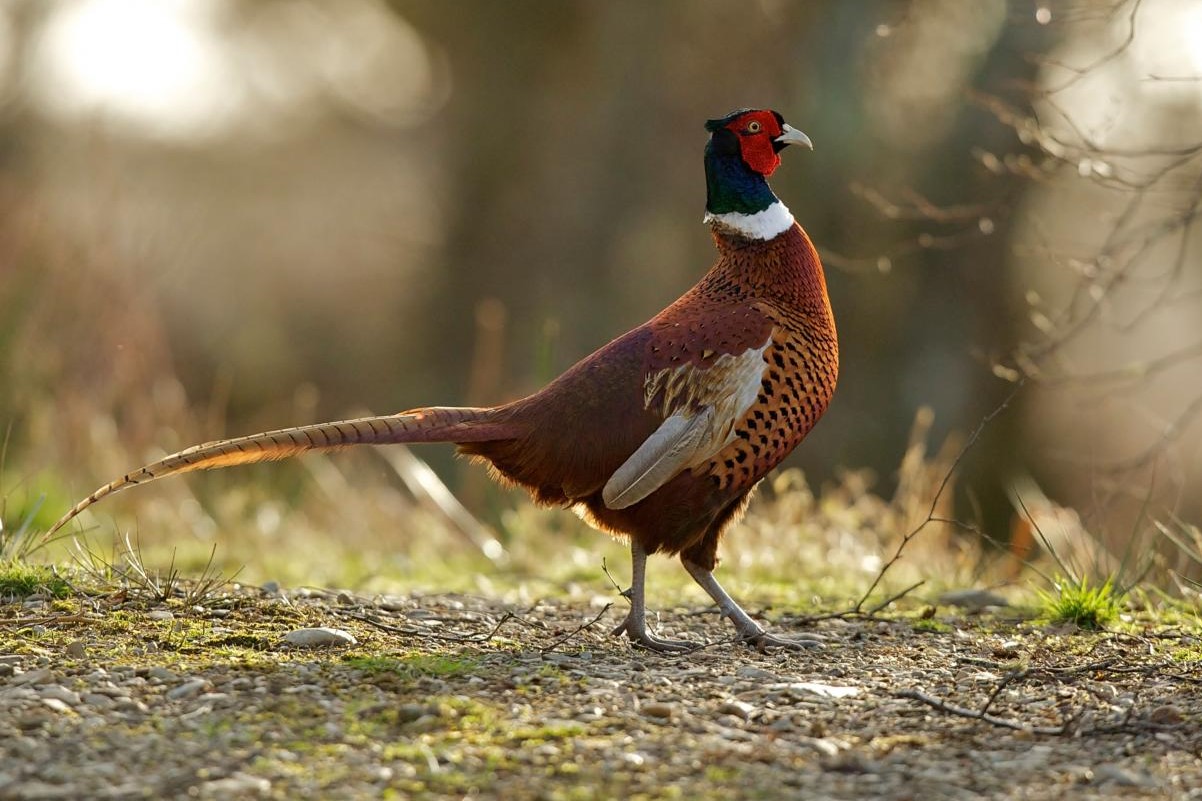 Northland Cock Pheasant3