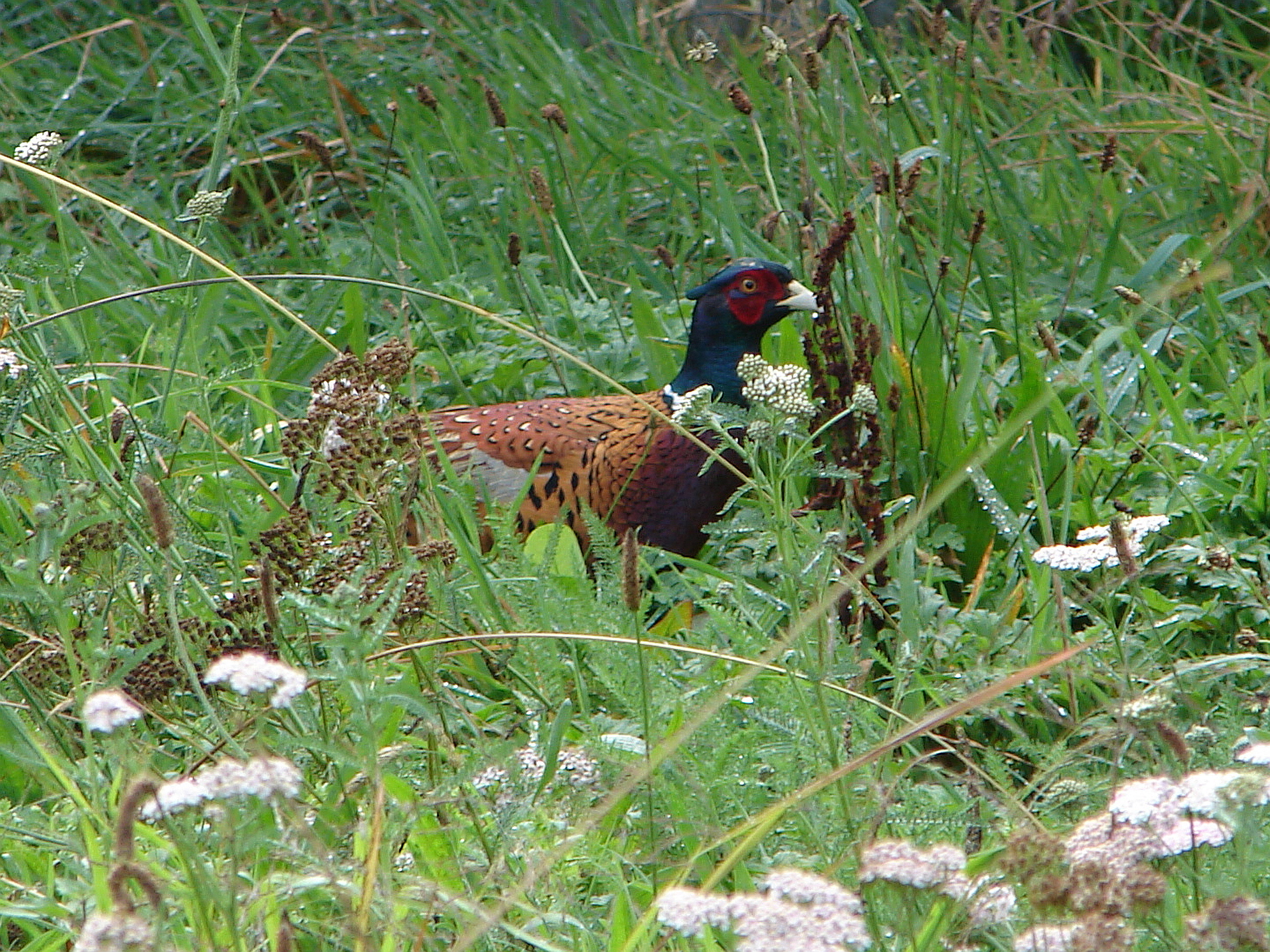 T2BB2June19. Taranaki pheasants can be out in all weather.