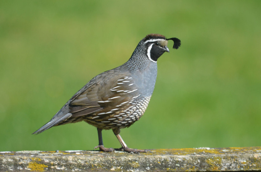 Game bird habitat stamp winner for 2023 Announced