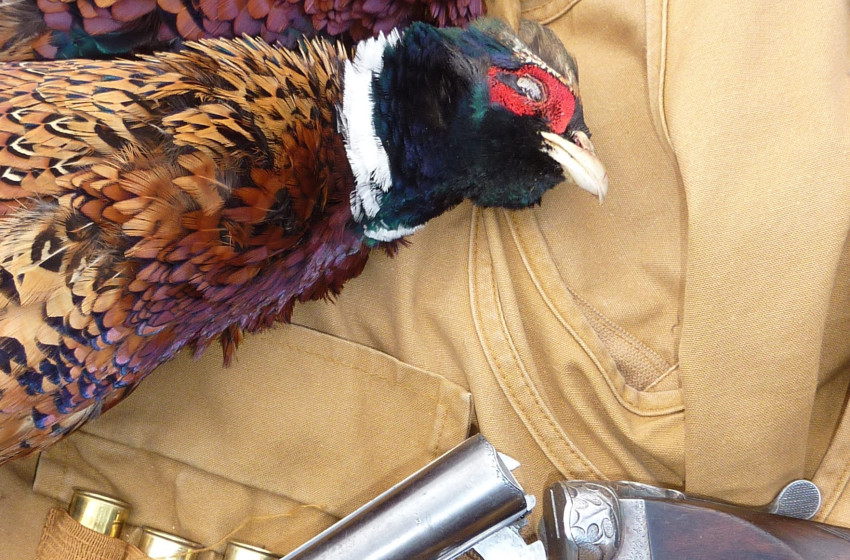 Game bird hunters urged to take note of new rules for shotguns