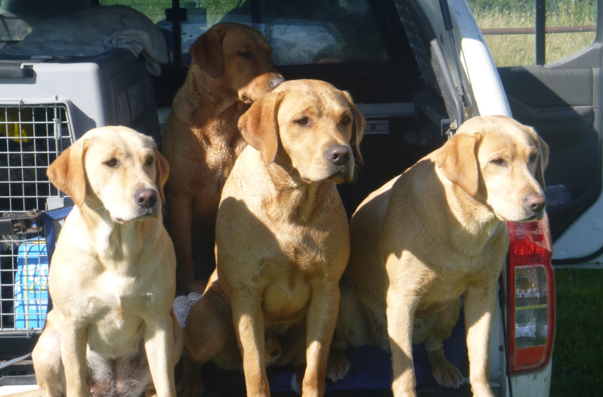 Getting the most out of your gun dog: Part 4 Hunting and training through the first couple of seasons