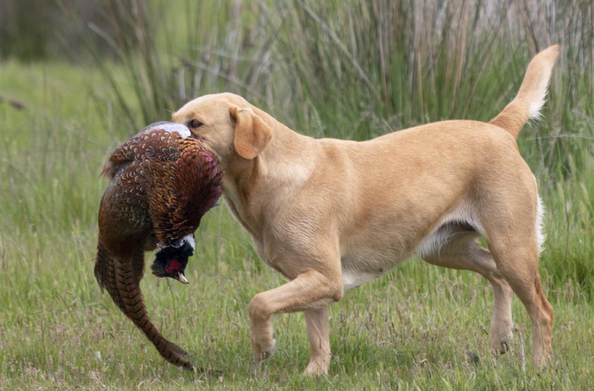 Getting the most out of your gun dog: Part 5 Taking your dog skills to higher level