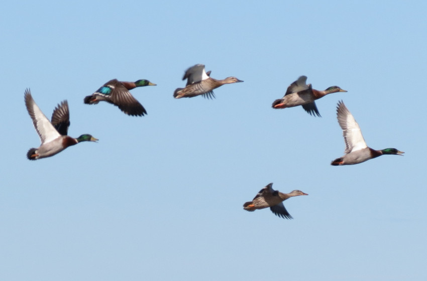 Great weather for ducks!  Fish & Game says Queens Birthday looks good for game bird hunters