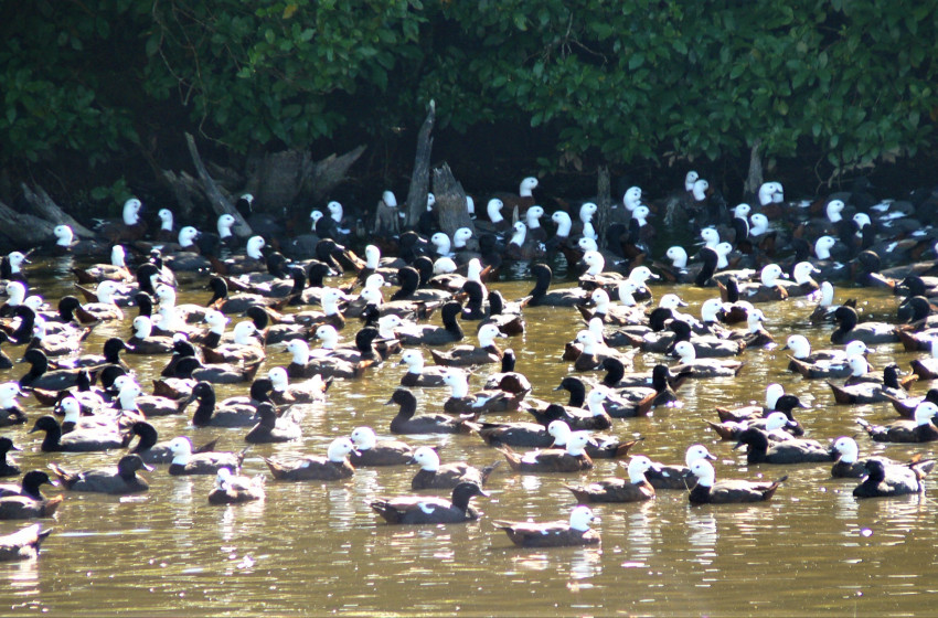 Summer hunting for paradise shelduck on offer