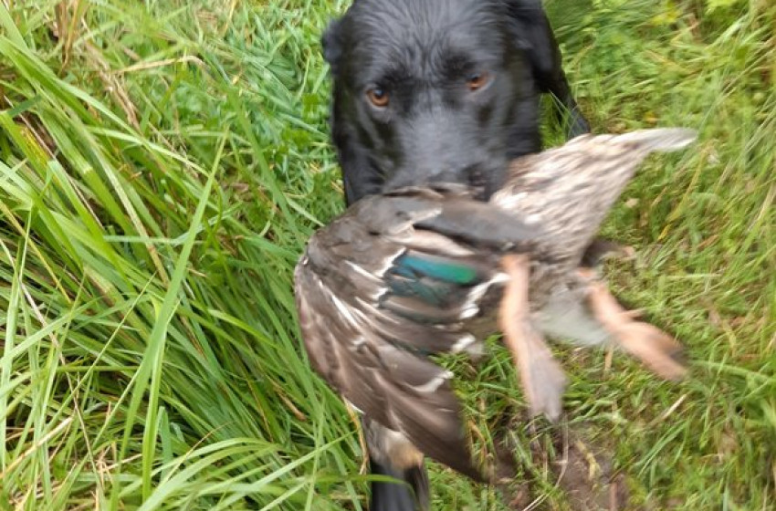 Wellington Weekly Hunting Report 17th May 2018