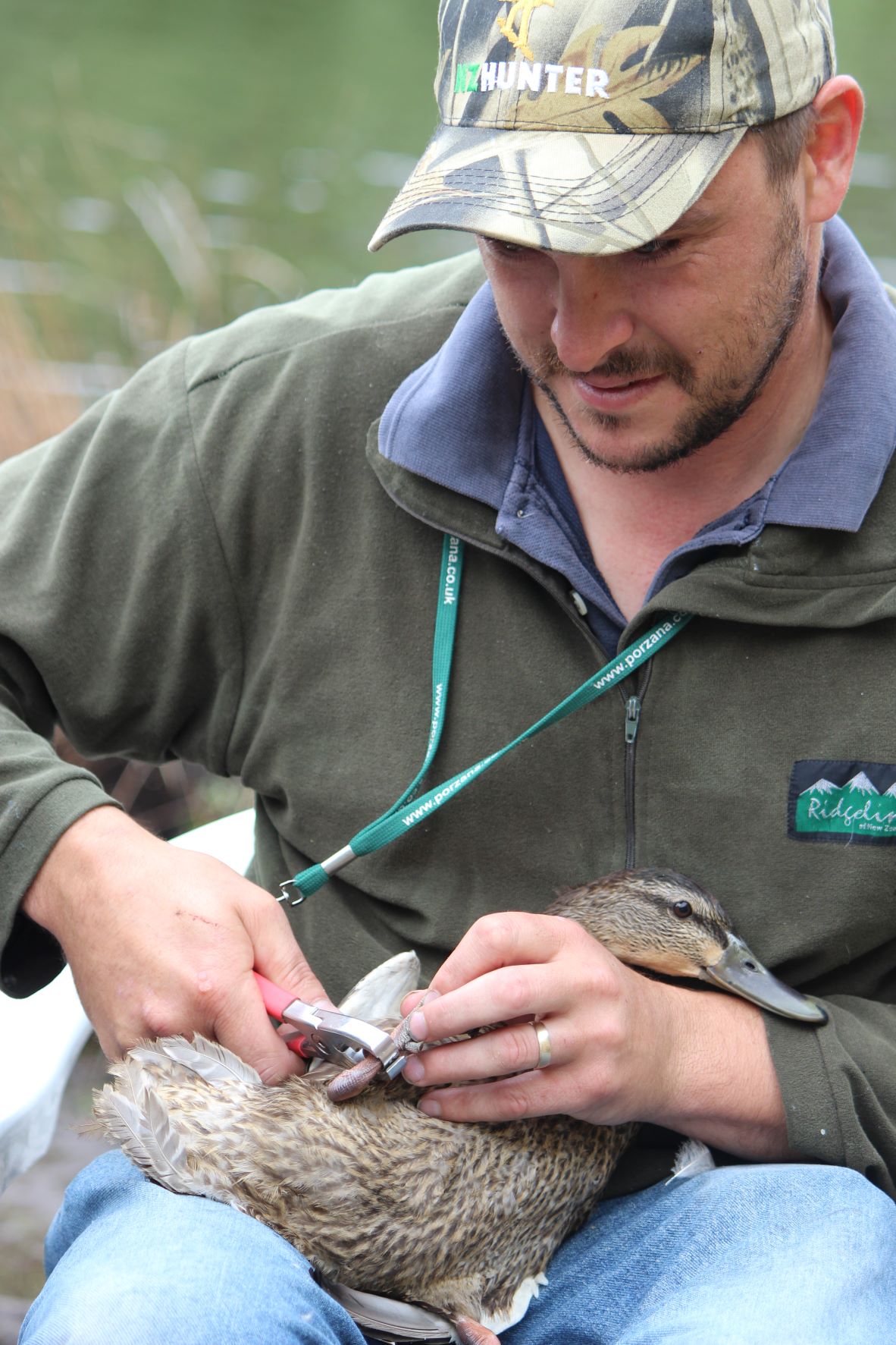 Banding and band returns provides us with a wealth of information to help with our management of the mallard population Phil Teal