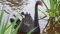 Black Swan small