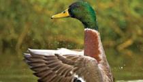 Hunting Regulations duck image 1