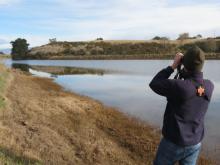 Fish Game Officer Hamish Stevens surveys NZ shoveler duck at Pig Hunting Creek near Timaru