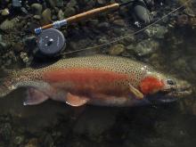 Picture 1 Southland rainbow male with flyrod 003 1